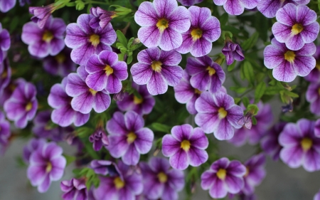 Flowers - summer, flower, purple, texture, vara, green