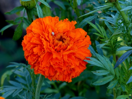 Marigold - orange, green, summer, marigold, flower