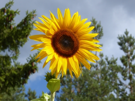 Sunflower - sunflower, sky, trees, yellow, blue, flower