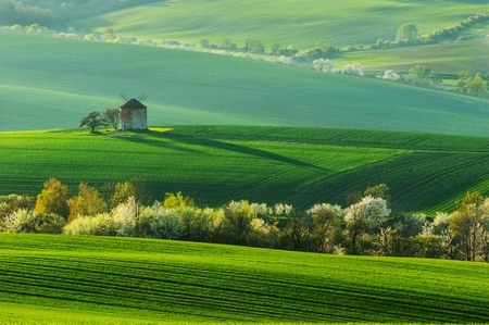 Spring view - Field, Trees, Grass, Green, House