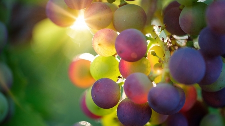 Sun Ripening Grapes - sunshine, fresh, sunlight, grapes, wine, fruit