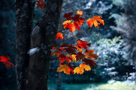 Autumn color - nature, folliage, cold, forest, warm, orange, color