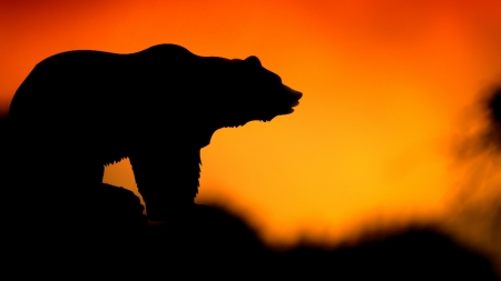 Bear - silhouette, bear, orange, animal, urs, black