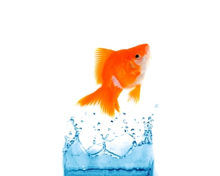 :-) - water, summer, splash, orange, fish, vara