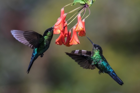 Hummingbirds - red, flower, colibri, hummingbird, pasare, bird, couple