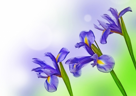 Irises - blue, green, iris, trio, card, flower