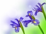 Irises