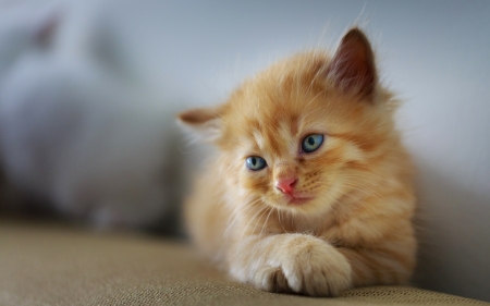 Kitten - paw, cat, pisici, orange, cute, kitten, ginger