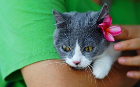 :-) - hand, summer, plumeria, kitten, pisici, pink, vara, cat