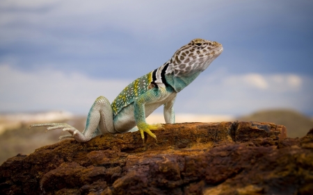 lizard - rock, lizard, animal, reptile