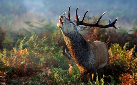 stag - stag, forest, deer, antlers