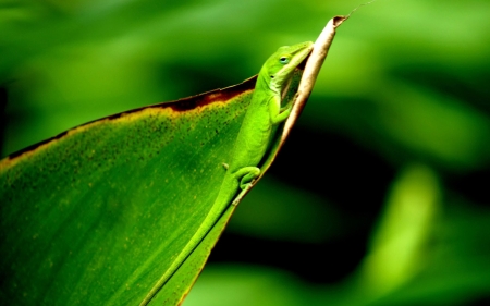 green lizard - animal, leaf, lizard, reptile