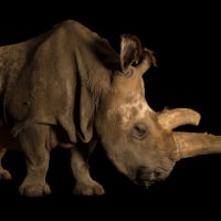 Rare Northern White Rhino