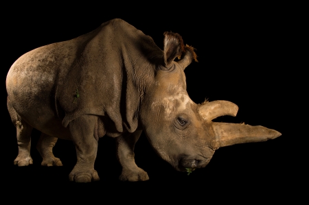 Rare Northern White Rhino - Weight 1 point 6 to 4 tons, Critically endangered, Ceratotherium simum cottoni, As of March 2018 only two White Rhino are alive Both female