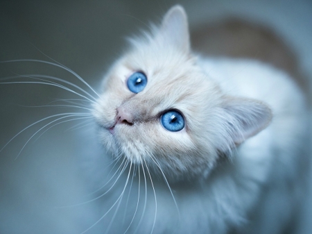 STUNNING EYES - CAT, EYES, BLUE, PRETTY