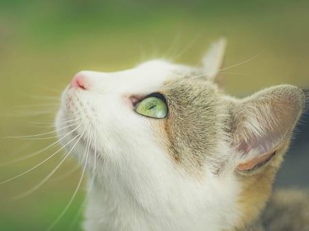 BEAUTIFUL FACE - image, pretty, cat, beautiful