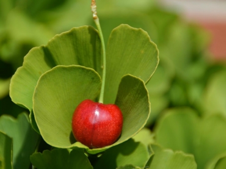 A LONE CHERRY - image, red, leaves, cherry