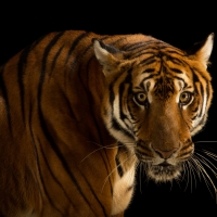 Rare South China Tiger