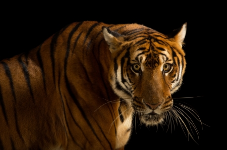 Rare South China Tiger - 72 remain as at 2007, critically endangered, panthera tigris amoyensis, south china tiger