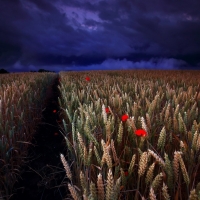 Poppy & Wheat Field in Summer Night