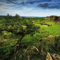 Beautiful Grassy Landscape