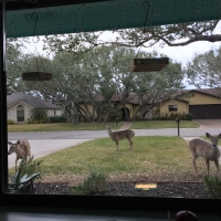 Dinnertime for Deer