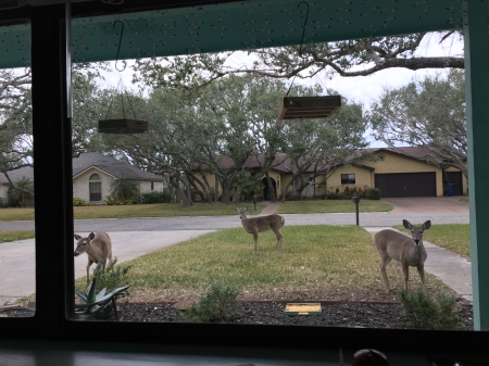 Dinnertime for Deer - animals, houses, landscapes, deer, nature