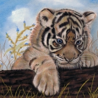 Tiger cub