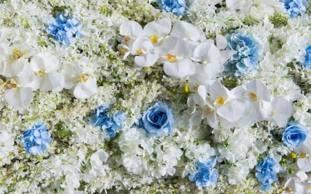 Flowers - white, carpet, flower, rose, orchid, texture, blue, skin