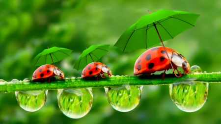 :-) - red, creative, fantasy, water drops, ladybug, luminos, umbrella, green