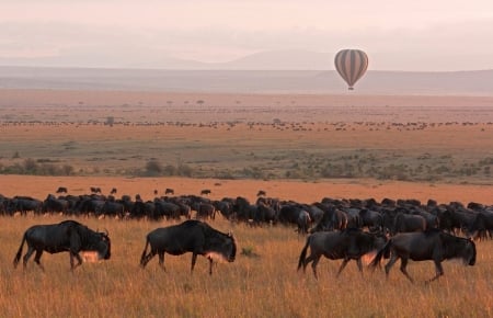 Balloon Safari - dark grey, balloon, early sunrise, african veldt, wildebeest