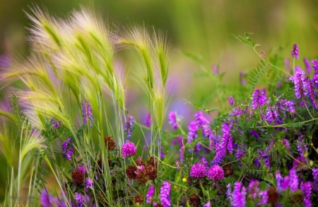 Summer - flowers, blossoms, grains, clover