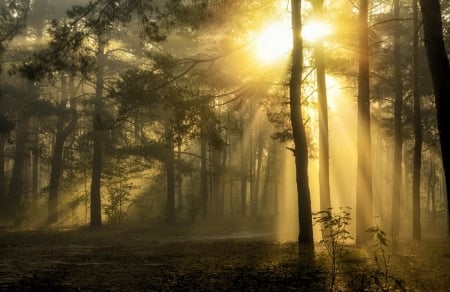 Sunrays - sunshine, trees, forest, autumn