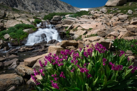 Indian Peaks Wilderness, Colorado - flowers, waterfall, rocks, river