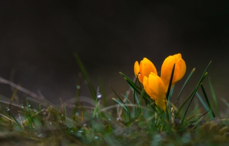 Wild Flowers - nature, flower, rain, wild