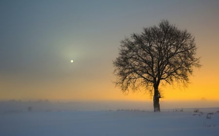 Sunset and the dawn of the moon - foggy, moon, sunset, tree