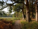 Trees and Path