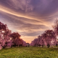 Sakura Trees in the Park