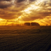 Dusk over the field