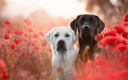 Labradors Retrievers - Retrievers, poppies, dogs, Labradors, animals