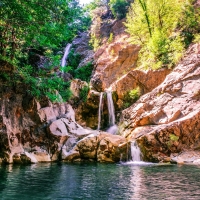 Waterfall Forest