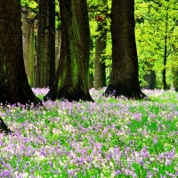 Bluebells Spring