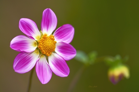 Dahlia - yellow, dahlia, flower, pink