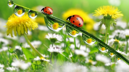 Ladybugs - yellow, summer, daiy, ladybug, daisy, flower, white, red, green, water drops, field