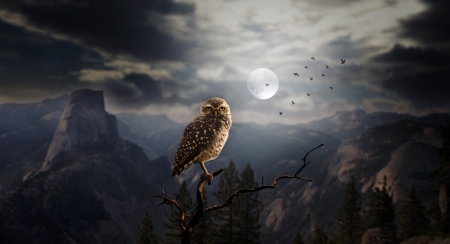 Owl - pasare, bird, moon, owl, bufnita, night