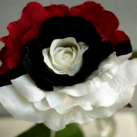 Splendid Rare Red White Rose