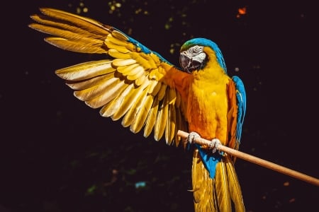 Colorful Macaw - wings, animal, bird, macaw, parrot