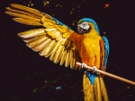 Colorful Macaw