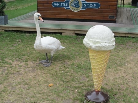 Swan Refreshment - wildlife, cones, swans, animals, birds