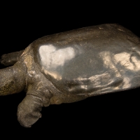 Rare Yangtze Giant Softshell Turtle